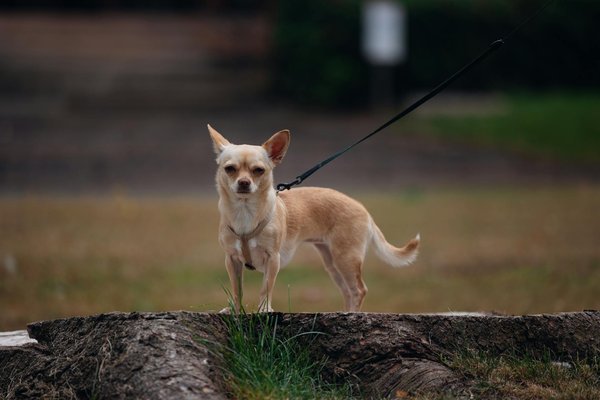 How Can You Incorporate Vintage Style Into Modern UK Women's Fashion?